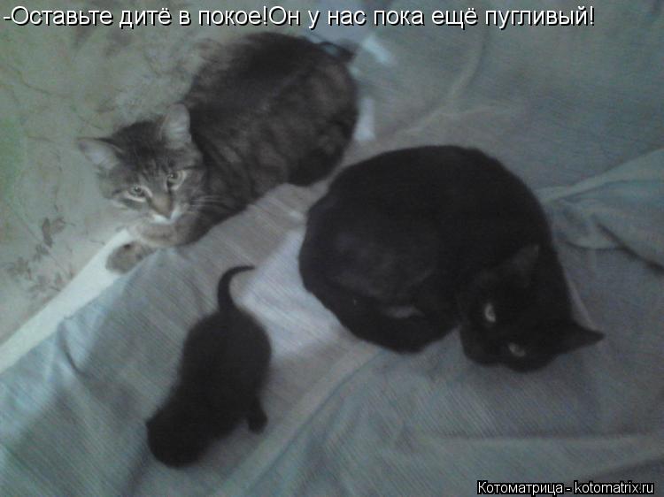 Котоматрица: -Оставьте дитё в покое!Он у нас пока ещё пугливый!