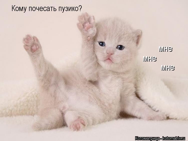Кому почесать пузико? мне мне мне... Котоматрица: Кому почесать пузико? мне мне мне