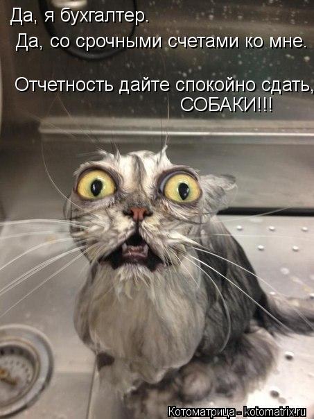Да, я бухгалтер. Да, со срочными счетами ко мне. СОБАКИ!!! Отчетность дайте спокойно сдать,... Котоматрица: Да, я бухгалтер. Да, со срочными счетами ко мне. СОБАКИ!!! Отчетность дайте спокойно сдать,