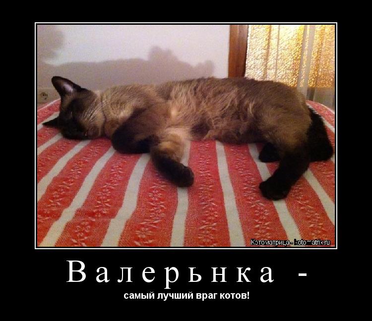 Валерьнка - самый лучший враг котов!... Котоматрица: Валерьнка - самый лучший враг котов!