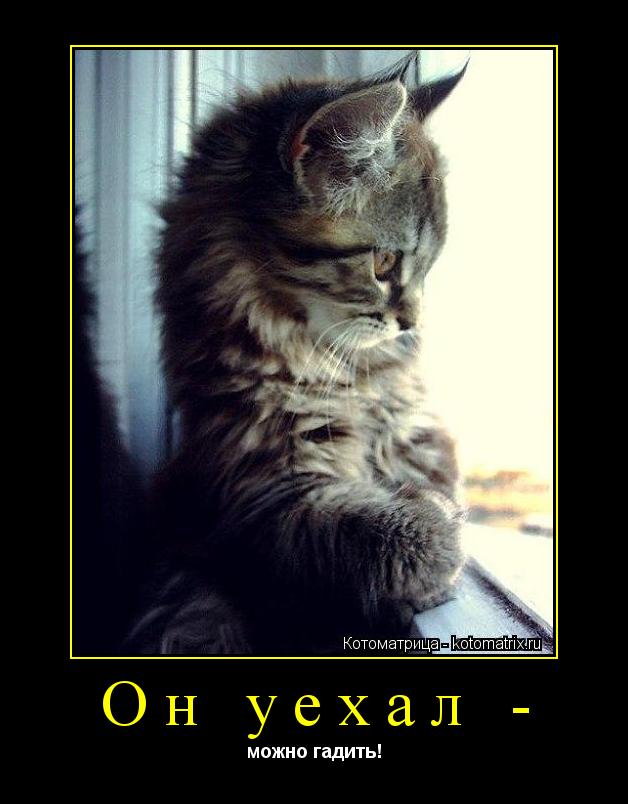 Котоматрица: Он уехал - можно гадить!