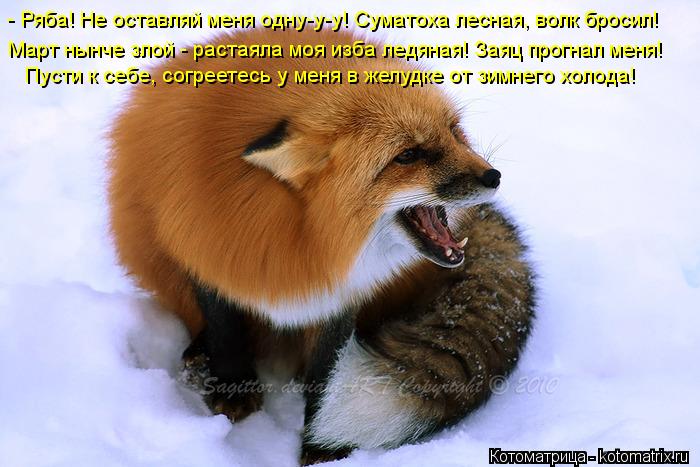 Котоматрица: - Ряба! Не оставляй меня одну-у-у! Суматоха лесная, волк бросил!  Март нынче злой - растаяла моя изба ледяная! Заяц прогнал меня!     Пусти к себе,