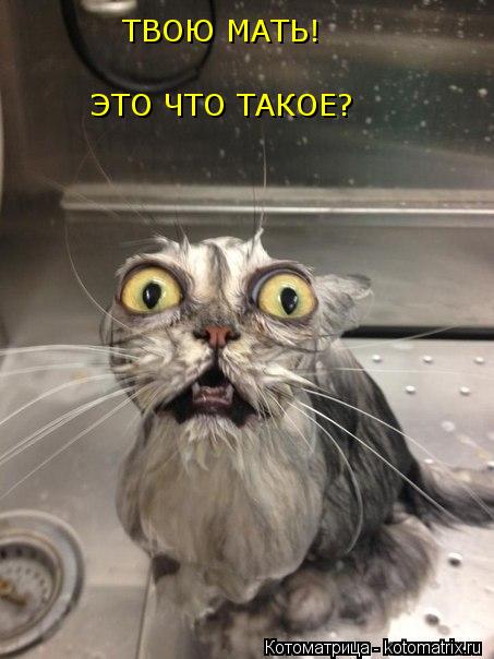 Котоматрица: ТВОЮ МАТЬ! ЭТО ЧТО ТАКОЕ?
