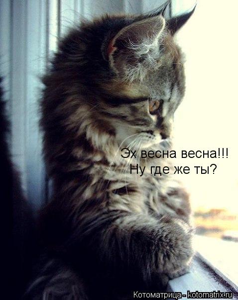Котоматрица: Эх весна весна!!! Ну где же ты?