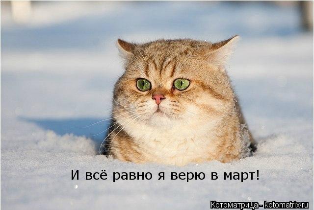 И всё равно я верю в март!... Котоматрица: И всё равно я верю в март!