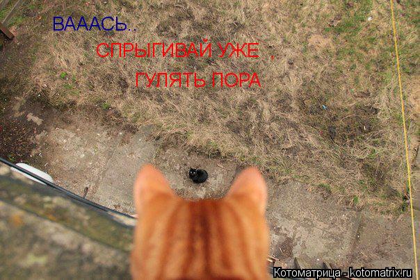 Котоматрица: ВАААСЬ.. СПРЫГИВАЙ УЖЕ ГУЛЯТЬ ПОРА ,