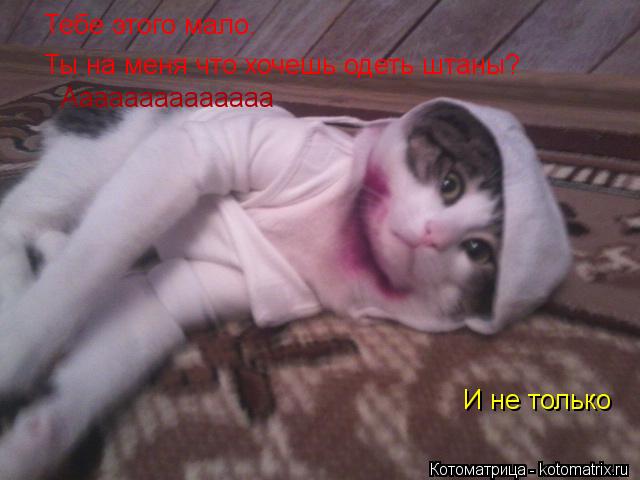 Котоматрица: Тебе этого мало. Ты на меня что хочешь одеть штаны? И не только Аааааааааааааа