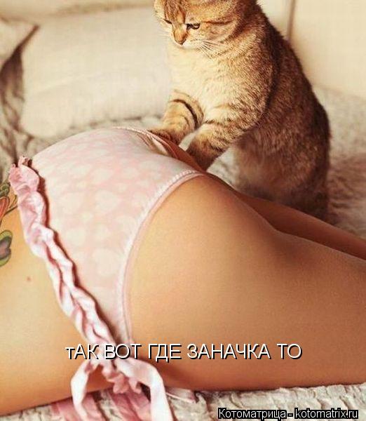 Котоматрица: тАК ВОТ ГДЕ ЗАНАЧКА ТО