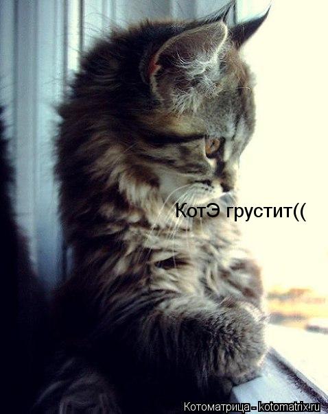 Котоматрица: КотЭ грустит((