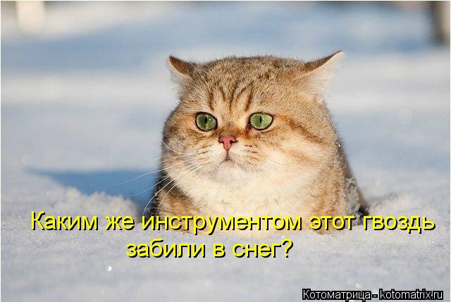 Котоматрица: Каким же инструментом этот гвоздь забили в снег?