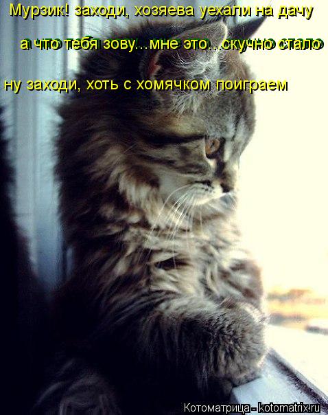 Котоматрица: Мурзик! заходи, хозяева уехали на дачу а что тебя зову...мне это...скучно стало ну заходи, хоть с хомячком поиграем а что тебя зову...мне это...ск