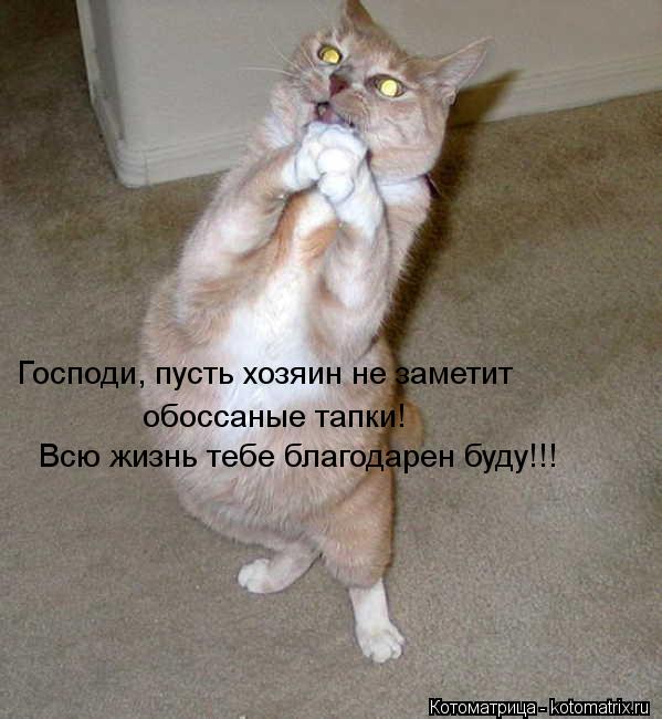Господи, пусть хозяин не заметит обоссаные тапки! Всю жизнь тебе благодарен буду!!!... Котоматрица: Господи, пусть хозяин не заметит обоссаные тапки! Всю жизнь тебе благодарен буду!!!