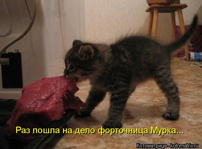 Раз пошла на дело форточница Мурка...... Котоматрица: Раз пошла на дело форточница Мурка...