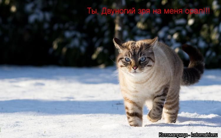 Ты, Двуногий зря на меня орал!!!... Котоматрица: Ты, Двуногий зря на меня орал!!!