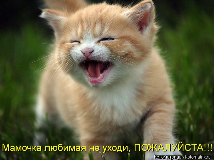 Мамочка любимая не уходи, ПОЖАЛУЙСТА!!!... Котоматрица: Мамочка любимая не уходи, ПОЖАЛУЙСТА!!!
