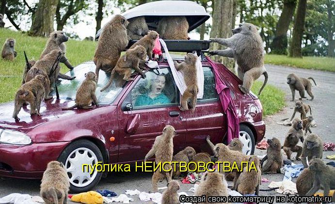 публика НЕИСТВОВСТВАЛА... Котоматрица: публика НЕИСТВОВСТВАЛА