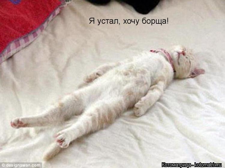 Я устал, хочу борща!... Котоматрица: Я устал, хочу борща!