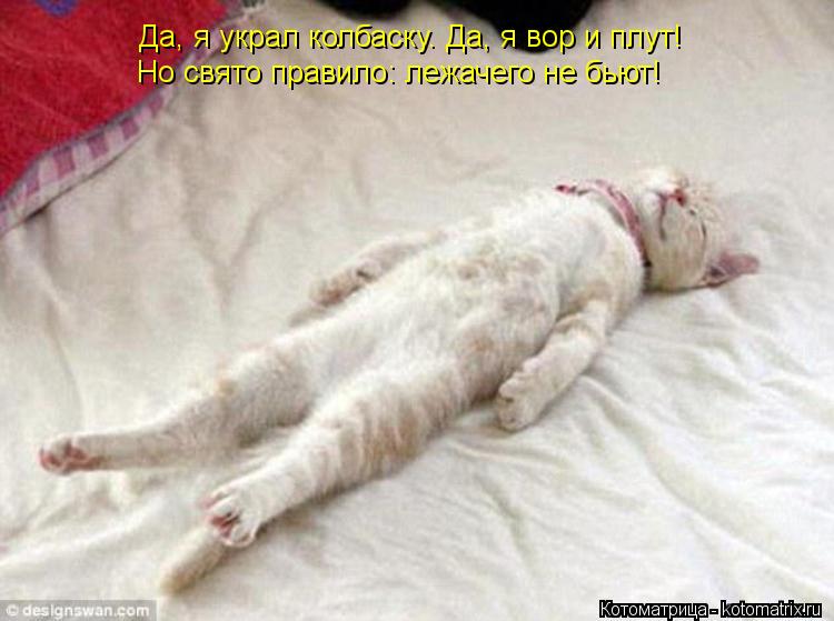 Котоматрица: Да, я украл колбаску. Да, я вор и плут! Но свято правило: лежачего не бьют!