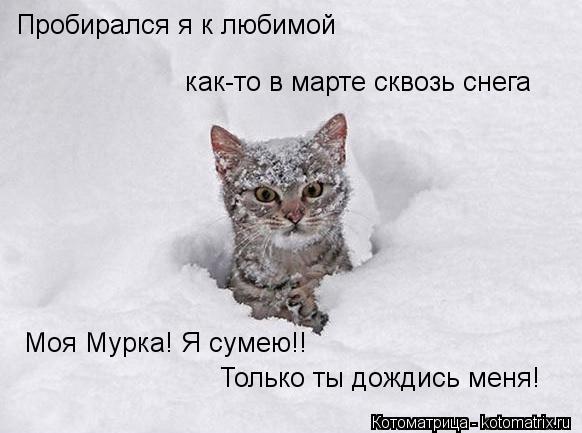 Котоматрица: Пробирался я к любимой как-то в марте сквозь снега Моя Мурка! Я сумею!! Только ты дождись меня!