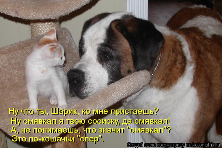 Котоматрица: Ну что ты, Шарик, ко мне пристаешь? Ну смявкал я твою сосиску, да смявкал! А, не понимаешь, что значит "смявкал"? Это по-кошачьи "спер".