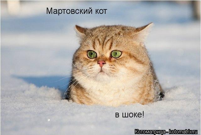 Котоматрица: Мартовский кот в шоке!