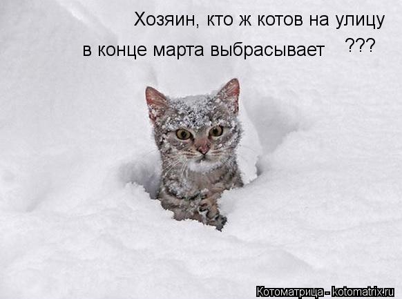 Котоматрица: Хозяин, кто ж котов на улицу  в конце марта выбрасывает ???