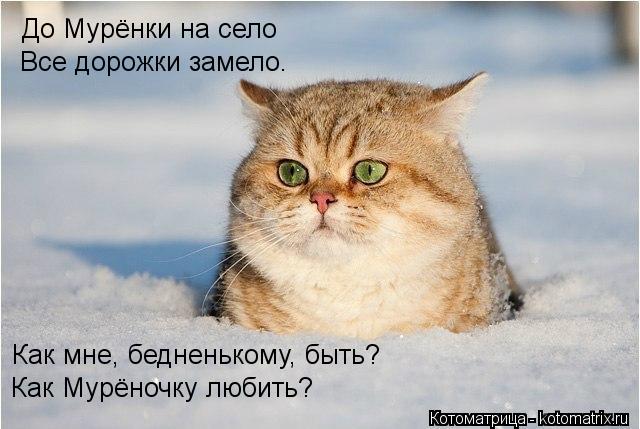 Котоматрица: До Мурёнки на село Все дорожки замело. Как мне, бедненькому, быть? Как Мурёночку любить?