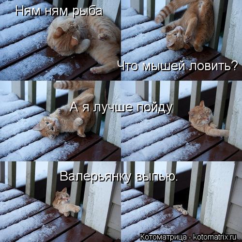 Котоматрица: Ням ням рыба Что мышей ловить? А я лучше пойду  Валерьянку выпью.