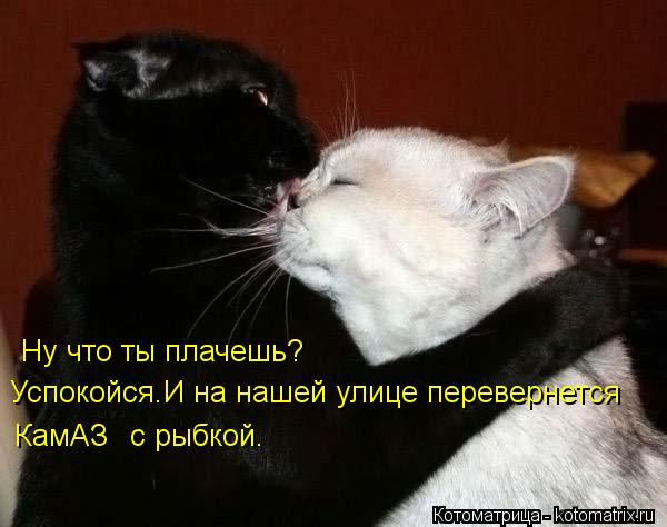 Котоматрица: Ну что ты плачешь?  Успокойся.И на нашей улице перевернется КамАЗ  с рыбкой.
