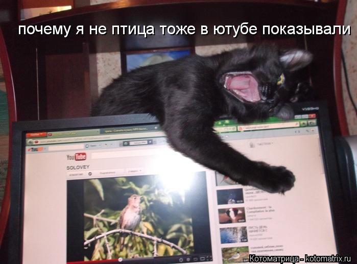 почему я не птица тоже в ютубе показывали... Котоматрица: почему я не птица тоже в ютубе показывали