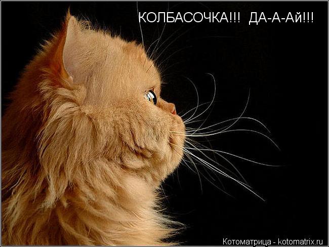 КОЛБАСОЧКА!!! ДА-А-Ай!!!... Котоматрица: КОЛБАСОЧКА!!! ДА-А-Ай!!!