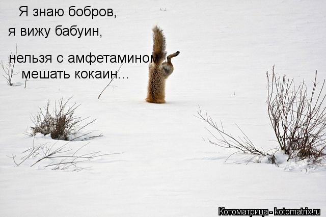Я знаю бобров, я вижу бабуин, нельзя с амфетамином мешать кокаин...... Котоматрица: Я знаю бобров, я вижу бабуин, нельзя с амфетамином мешать кокаин...