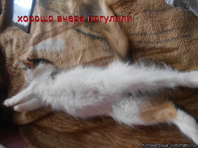 Котоматрица: хорошо вчера погуляли хорошо вчера погуляли хорошо вчера погуляли