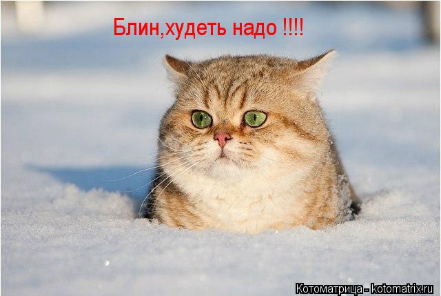 Блин,худеть надо !!!!... Котоматрица: Блин,худеть надо !!!!