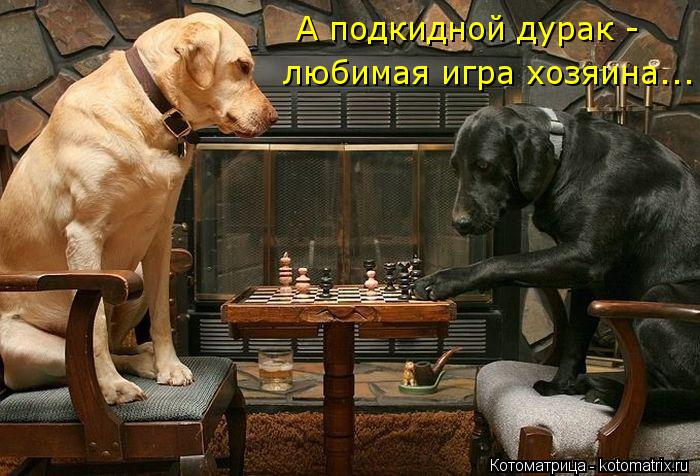 Котоматрица: А подкидной дурак -  любимая игра хозяина...