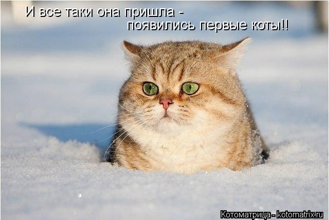 Котоматрица: И все таки она пришла - появились первые коты!!