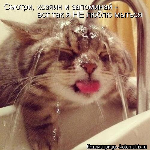 Котоматрица: Смотри, хозяин и запоминай - вот так я НЕ люблю мыться