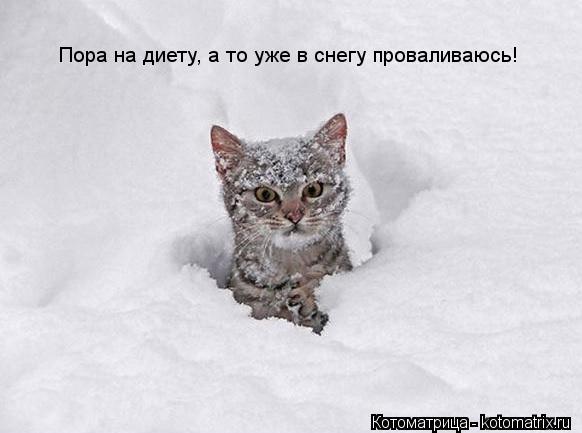 Пора на диету, а то уже в снегу проваливаюсь!... Котоматрица: Пора на диету, а то уже в снегу проваливаюсь!