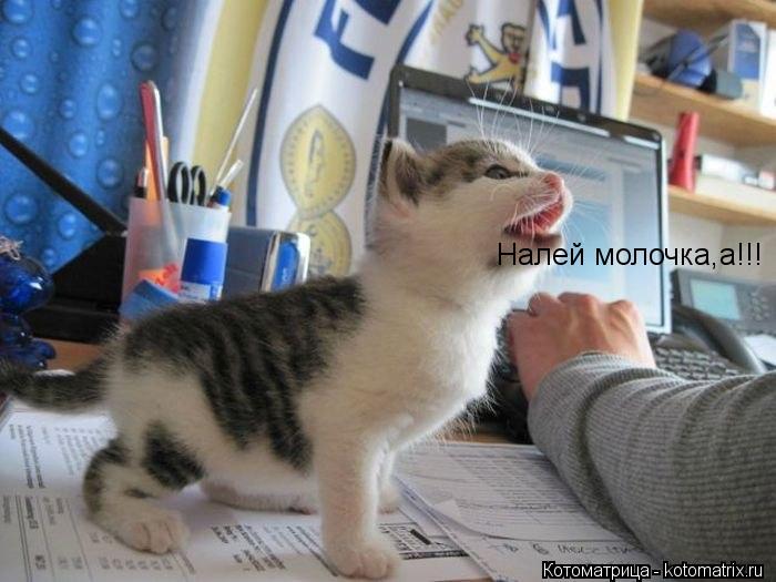Котоматрица: Налей молочка,а!!!