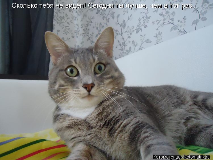 Котоматрица: Сколько тебя не видел! Сегодня ты лучше, чем в тот раз...