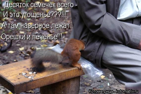 Десяток семечек всего - И это угощенье???!!! Орешки и печенье!!! А там наверное лежат... Котоматрица: Десяток семечек всего - И это угощенье???!!! Орешки и печенье!!! А там наверное лежат