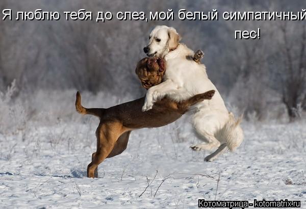 Котоматрица: Я люблю тебя до слез,мой белый симпатичный  пес!