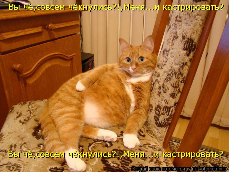 Котоматрица: Вы чё,совсем чёкнулись?!,Меня...и кастрировать? Вы чё,совсем чёкнулись?!,Меня...и кастрировать? Вы чё,совсем чёкнулись?!,Меня...и кастрировать?