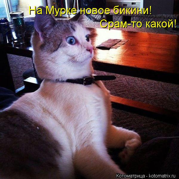 Котоматрица: На Мурке новое бикини! Срам-то какой!