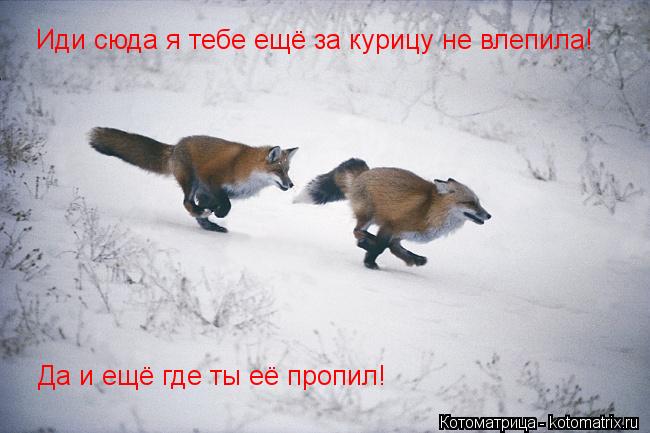 Иди сюда я тебе ещё за курицу не влепила! Да и ещё где ты её пропил!... Котоматрица: Иди сюда я тебе ещё за курицу не влепила! Да и ещё где ты её пропил!