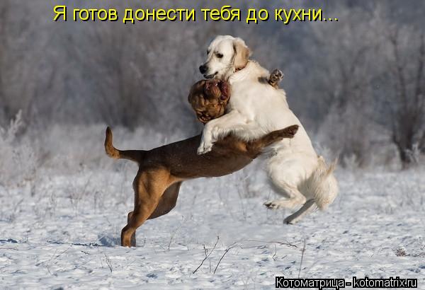 Котоматрица: Я готов донести тебя до кухни...