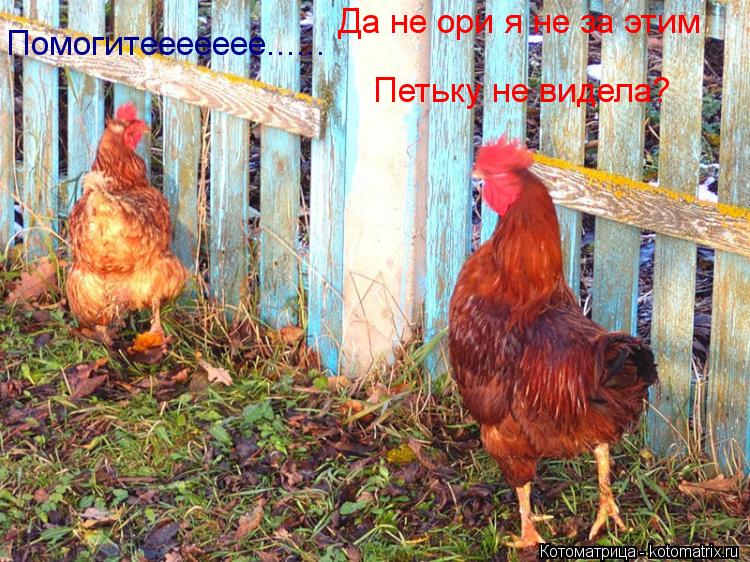 Помогитеееееее...... Да не ори я не за этим Петьку не видела?... Котоматрица: Помогитеееееее...... Да не ори я не за этим Петьку не видела?