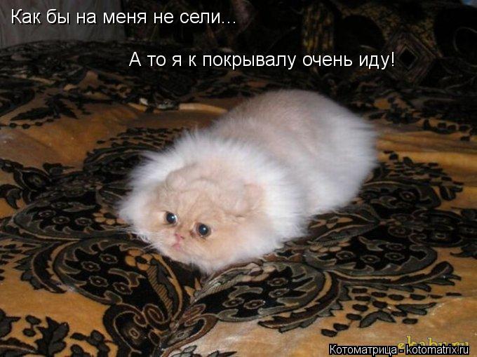 Как бы на меня не сели... А то я к покрывалу очень иду!... Котоматрица: Как бы на меня не сели... А то я к покрывалу очень иду!