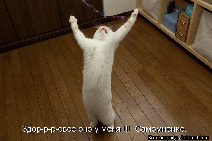 Здор-р-р-овое оно у меня !!! Самомнение.... Котоматрица: Здор-р-р-овое оно у меня !!! Самомнение.