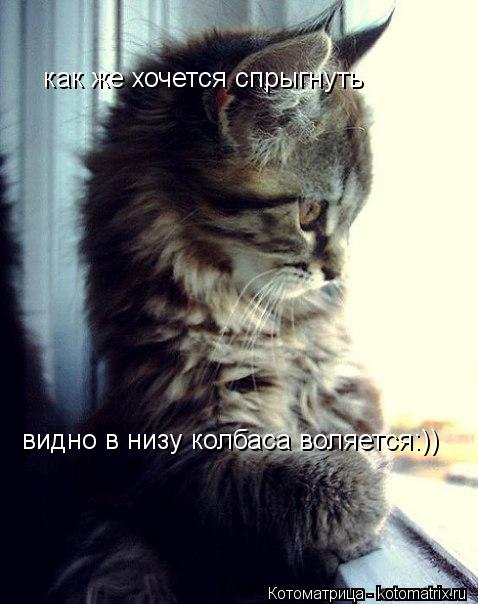 Котоматрица: как же хочется спрыгнуть видно в низу колбаса воляется:))